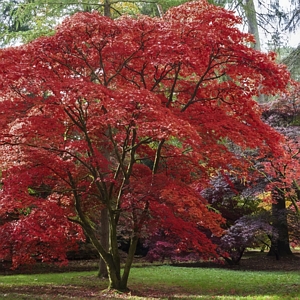 Japanese Maple Emperor